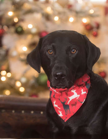 black labrador potraitの写真素材