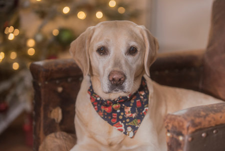 yellow labrador at christmas dinnerの写真素材