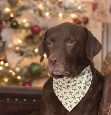 black labrador dogの写真素材