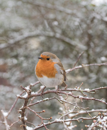 robin