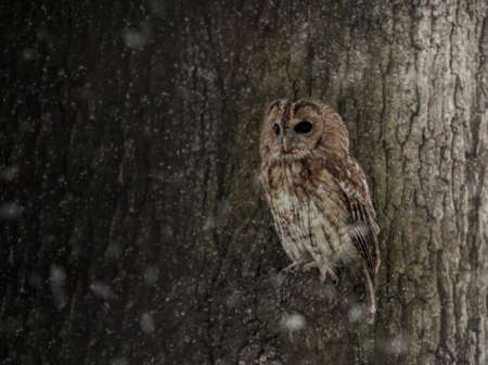Tawny owl in winter snowの写真素材