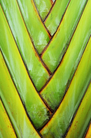 tree  banana fan の写真素材