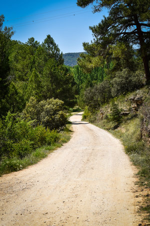 road in the forest