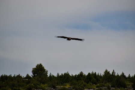 bird flying over the mountain Cuenca, Spain