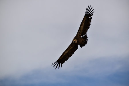 bird flying over the mountain Cuenca, Spain