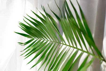 green tropical palm leaves. SPA, skin and body care and wellness. Close up, selective focus.の写真素材