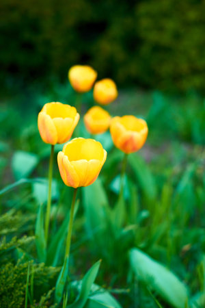 Fresh beautiful yellow tulip flowers. Many tulips on flower bed in garden. Tulip season. Tulip...