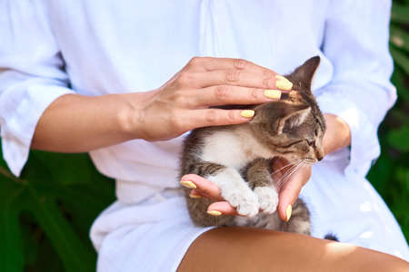 girl hold, pat and stroke a kitten in her arms on white shirt background. little cat sits on woman's palmsの写真素材
