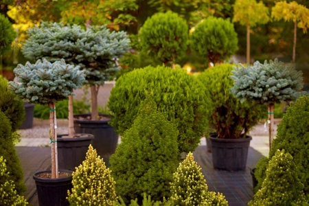Christmas tree market. Shopping for the new year and Christmas, selection of fir treesの写真素材