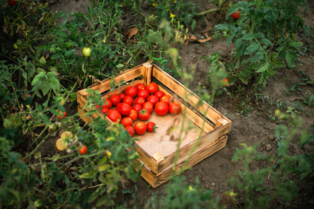 garden bed with ripe tomatoes. picked red tomato in box in field. harvest seasonの写真素材