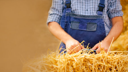 closeup farmer man hands holding dry haystack during working on eco farmの写真素材