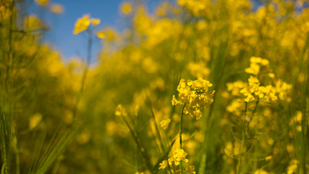 canola stalks with yellow blossom flowers in field on blue sky backgroundの写真素材