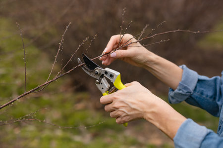 closeup hands with pruners cutting plant stems and branches in gardenの写真素材