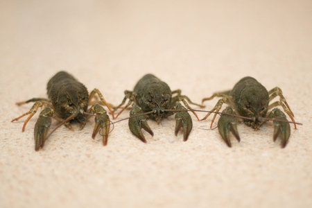 Live organic Crayfish close-up  on the table
