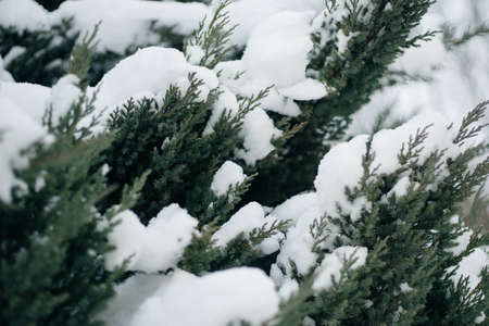 Christmas tree, pine covered with snow, new year, winter is timeの写真素材