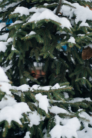 Christmas tree, pine covered with snow, new year, winter is timeの写真素材