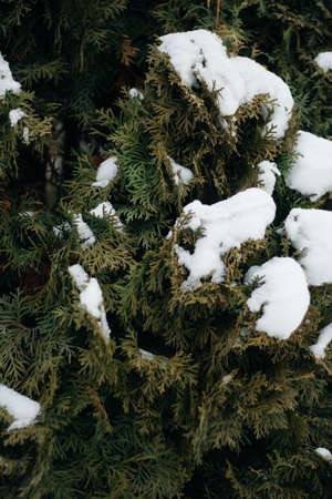 Christmas tree, pine covered with snow, new year, winter is timeの写真素材