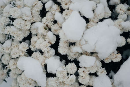 closeup frozen Flowers in the snow backgroundの写真素材