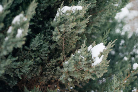 Christmas tree, pine covered with snow, new year, winter is timeの写真素材
