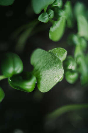 the nature, small plants  healthy, of basilの写真素材