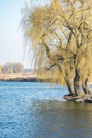Weeping willow tree on the bank of a river in the summerの写真素材