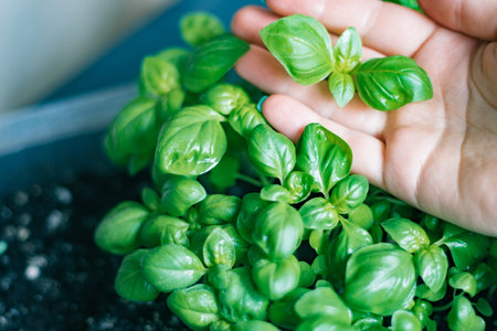 In the hands of a woman densely sown The seedlings of the basilica are one month old, an organic texture made from fresh greens. Concepts of Vocal Organic Nutritionの写真素材
