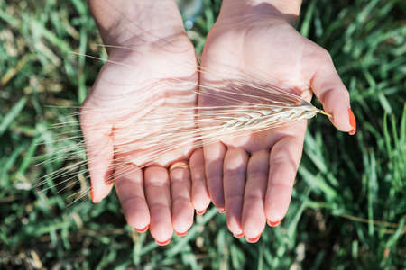 Picture closeup of two hands holding golden wheat spikes on field. Rustic outdoor scene inの写真素材