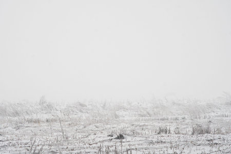 The fog in the winter, mystical atmosphere, space for textの写真素材