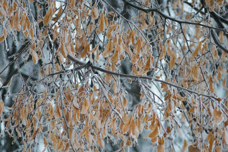 Icy trees with snow in winter weather Christmasの写真素材