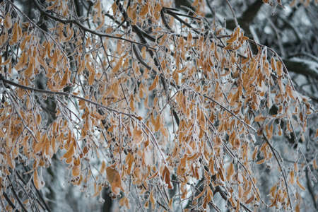 Icy trees with snow in winter weather Christmasの写真素材