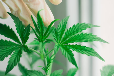 Marijuana leaves, cannabis on a dark background, beautiful background, indoor cultivationの写真素材