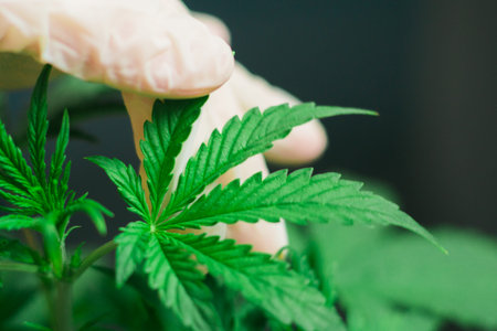 Marijuana leaves, cannabis on a dark background, beautiful background, indoor cultivationの写真素材