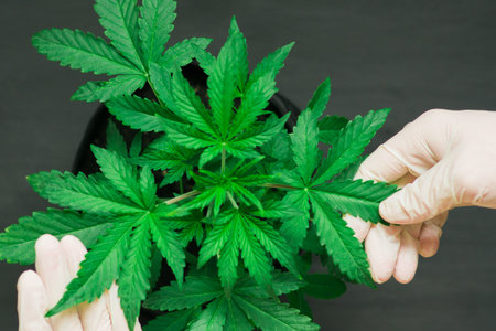 Marijuana leaves, cannabis on a dark background, beautiful background, indoor cultivation