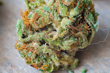 Macro photos of marijuana cones with leaves covered with trichomes. The cannabis plant clse view.