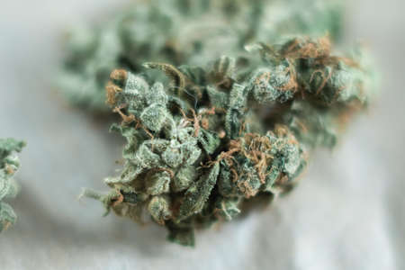 cannabis trichomes macro photo of plant marijuana bud health, cultivation of hybrid varieties of Indica and Sativa medical universitiesの写真素材