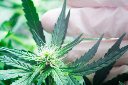 A beautiful little cannabis leaf concept of growing marijuana and herbs indoorsの写真素材