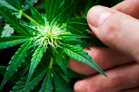 Marijuana leaves, cannabis on a dark background, beautiful background, indoor cultivation On a white backgroundの写真素材
