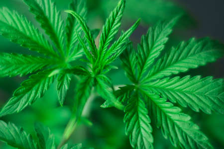 Marijuana leaves, cannabis on a dark background, beautiful background, indoor cultivationの写真素材
