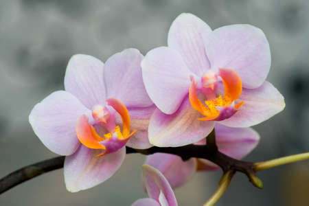 Close-up of white orchids on light background. Toned image.の写真素材