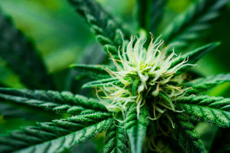 A young beautiful cannabis plant medical marijuana on a black wood background with a place close upの写真素材
