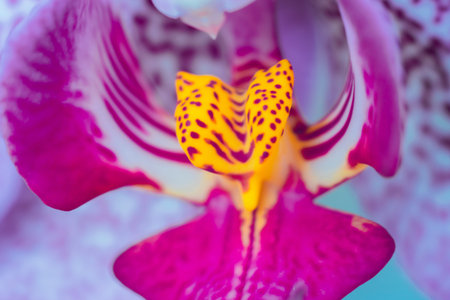 Orchidの写真素材