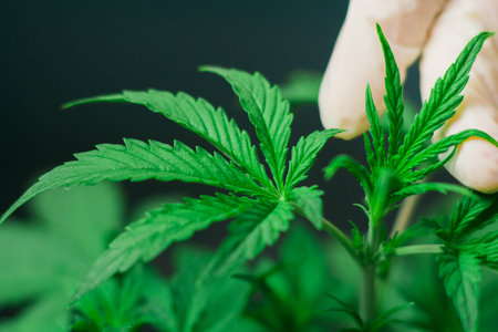 Marijuana leaves, cannabis on a dark background, beautiful background, indoor cultivation