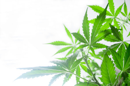 Non-standard, hybrid leaves of cannabis green cannabis seen fromの写真素材