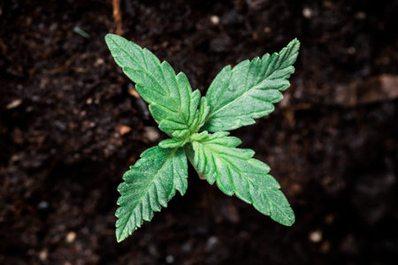 A small plant of cannabis seedlings at the stage of vegetation planted in the ground in the sun, a beautiful background, eceptions of cultivation in an indoor marijuana for medical purposesの写真素材