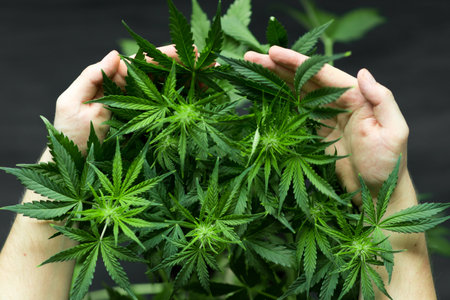A large number of cannabis flowers the hands of a manの写真素材