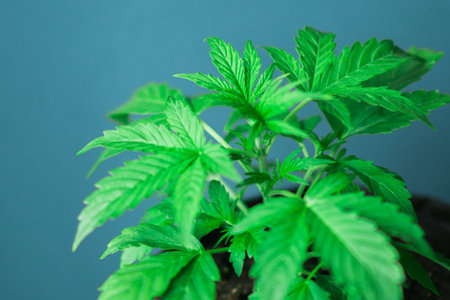 Marijuana leaves, cannabis on a dark background, beautiful background, indoor cultivation