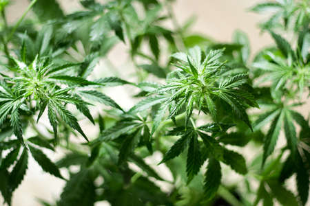 Macro shot cannabis flower in water dropsの写真素材