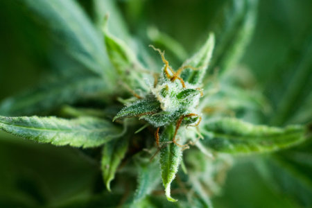 Cannabis flower before harvest. Cone weedの写真素材