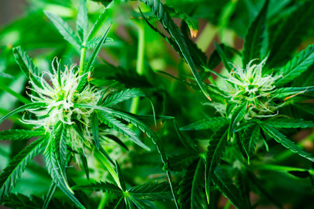 A leaf of marijuana in the hands of a doctor Concepts of legalizing medicinal marijuana