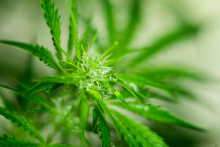 Macro shot cannabis flower in water dropsの写真素材